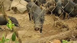 En Camboya un zoológico acoge a los animales cuyo habitat ha sido destruido Instructional Video