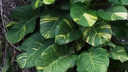 Mayajigua Lakes: Exotic malanga plant attached to a tree trunk Stock Footage