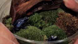 3 Care Tips for Poison Dart Frogs Instructional Video