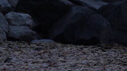 birds near Ny Alesund in Svalbard, Norway News Clip