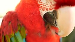 Close up of Red Amazon Scarlet Macaw parrot or Ara macao, in tropical jungle forest. Wildlife Colorful selective focus portrait of bird with vibrant feathers from exotic nature. Stock Footage