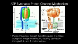 ATP Synthase: Proton-powered Rotation Instructional Video