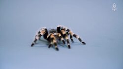 The Striking Red-Kneed Tarantula, Beauty and Conservation Instructional Video
