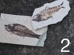 Language in Science: Video Quiz Instructional Video