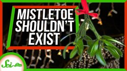 Mistletoe: The Holiday Plant That Shouldn’t Exist Instructional Video