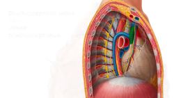 Mediastinum Instructional Video