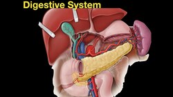 Digestive system Instructional Video