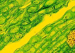 Cell wall Instructional Video