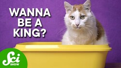 The Parasite That Makes You King Instructional Video