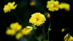 Background Nature Mexican Aster or Yellow Cosmos Flower. video Slow Motion Stock Footage