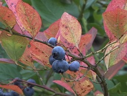 Problemas ambientales y soluciones: recursos naturales Instructional Video