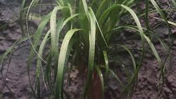 Vapor and raindrops of  grass leaves Stock Footage