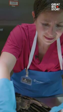 Crime scene of the wild, unveiling the national Wildlife forensics lab Instructional Video