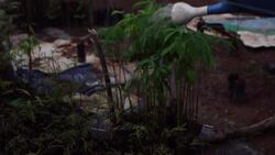 Saving endangered monkey helps Brazil's forest survive Instructional Video