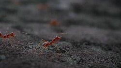 Red ant action walking in the nature Stock Footage