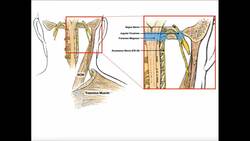 Structure & Function of the Spinal Accessory Nerve (CN XI) Instructional Video
