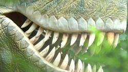 I WONDER - What Did The T-Rex eat? Instructional Video