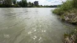 Damp summer weather reducing stress on southern Alberta fish populations News Clip
