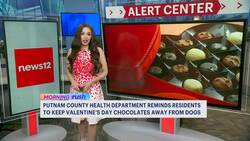 Protect Your Pets: Keep Valentine's chocolates away from dogs News Clip