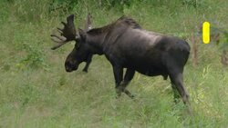 These Are The Five Things You Should Know About Moose Instructional Video