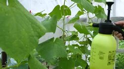 Liquid top dressing of cucumbers in a greenhouse. Stock Footage