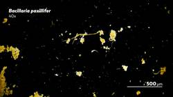 Bacillaria Distractingly Beautiful Crystal Colonies Instructional Video
