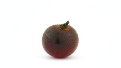 One whole indigo rose tomato with water drops. Dark red color. Rotating on the turntable isolated on the white background. Close up. Macro. Stock Footage