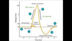 Events of the Neuron Action Potential Instructional Video