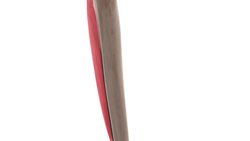 Tibialis anterior muscle (3D) Instructional Video