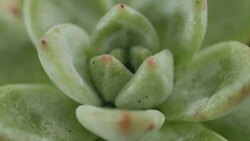 What Ecological Adaptations Enable Life to Flourish in Harsh Desert Climates? Instructional Video