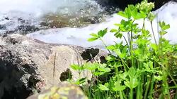 water flowing in a Pyrenean stream and plant Stock Footage