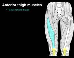 Anterior thigh muscles Instructional Video