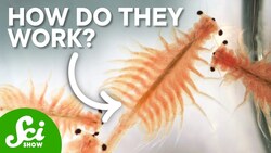 How Do Brine Shrimp Survive In Packaging For Years? Instructional Video