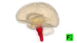 Singing in the brain - Finding Your Science Instructional Video