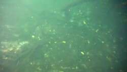 Underwater at Cenote in the Yucatán Peninsula, Mexico Stock Footage