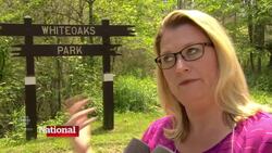 Caterpillar infestations plague Canadian cities News Clip