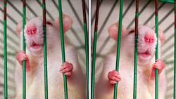 Manhattan Project Human Experiments Instructional Video