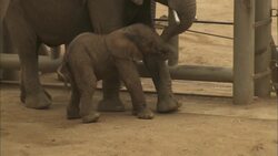 See a Newborn Elephant Calf Take His First Awkward Steps in the World Instructional Video