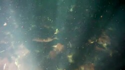 Underwater at Cenote in the Yucatán Peninsula, Mexico Stock Footage