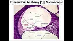 Microscopic Anatomy of the Cochlea [Organ of Corti] Instructional Video