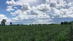 Thailand sugar cane plantation Stock Footage