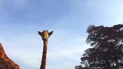 couple of giraffes in savannah at africa Stock Footage