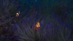 How the Ocean Powers Life from Reef to Rainforest Instructional Video