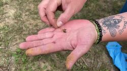 Beekeeper looking for answers after 1.2 million bees suddenly drop dead News Clip