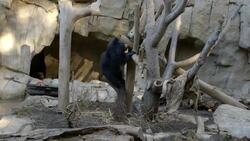 Sloth Bears - Not as Slow as Their Name Suggests Instructional Video