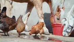 Arabbers, Baltimore's Horse-Drawn vendors sustain a historic tradition Instructional Video