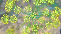 Inflorescence of dill closeup. Stock Footage