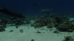 Dolphins line up to self-medicate skin conditions with coral – study News Clip