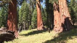 Experience Your Yosemite Instructional Video