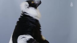 Kizzy's plight, the endangered black and white ruffed lemur Instructional Video